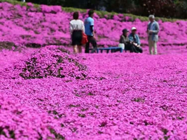 盛开的芝樱花海