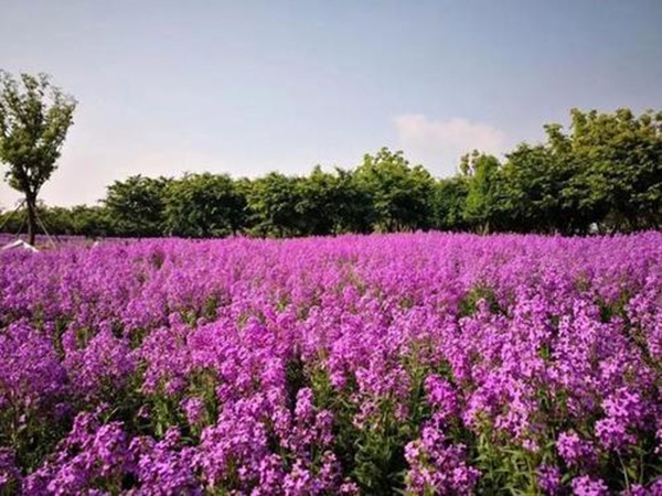 鸢尾花海
