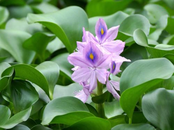 水葫芦