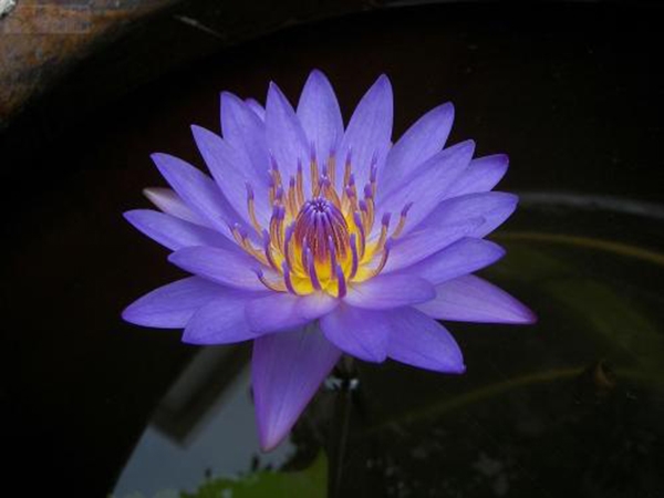 睡莲