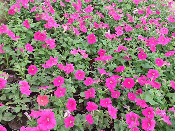 牵牛花