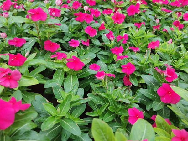 长春花