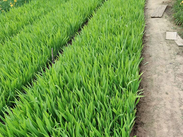 鸢尾