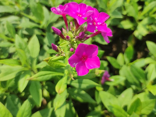 宿根福禄考